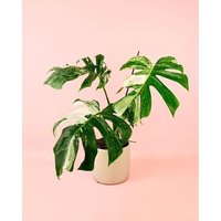 Monstera Variegada Monstera Variegada