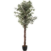 Ficus Artificial "Benjamina" H180cm Ficus Artificial "Benjamina" H180cm