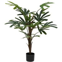 Palmera 'olme' 120 cm