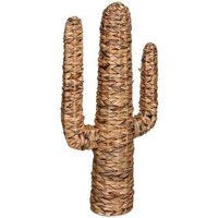 Cactus 'Hacienda' Jacinto de Agua, 75 cm