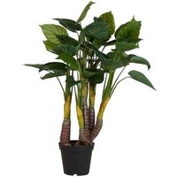 Planta de Taro con Maceta