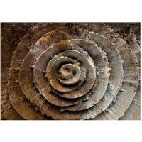 Papel Pintado Rosa Del Desierto 250x175 Cm