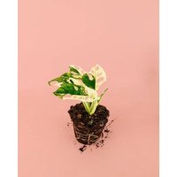 Monstera Monkey Variegada