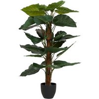 Planta Taro con maceta 65x65x120 cm