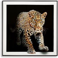 Cuadro Jaguar Lienzo Lacado Con Marco